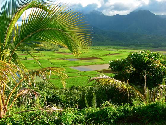 Hanalei Valley taro fields 
 near Princeville